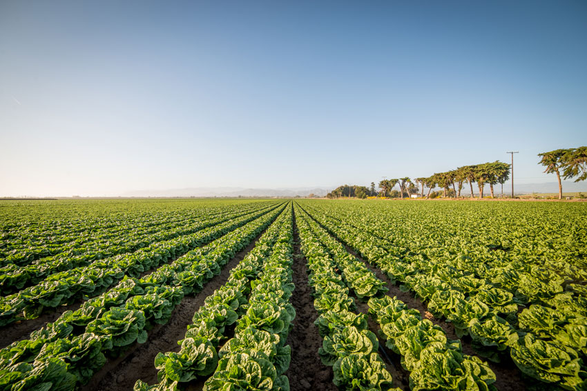 oxnard_farming_fields